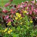 Tagetes lucida (2)